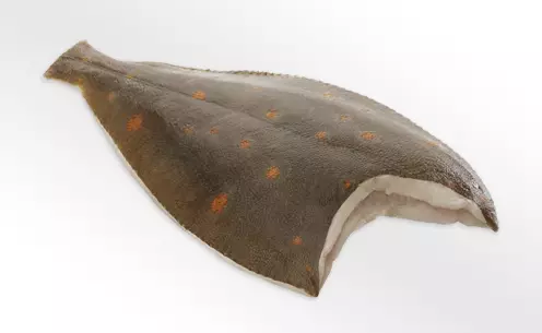 rohes Rotzungenfilet mit Haut auf weißem Hintergrund