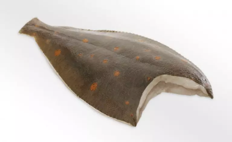 rohes Rotbarschfilet mit Haut auf weißem Hintergrund