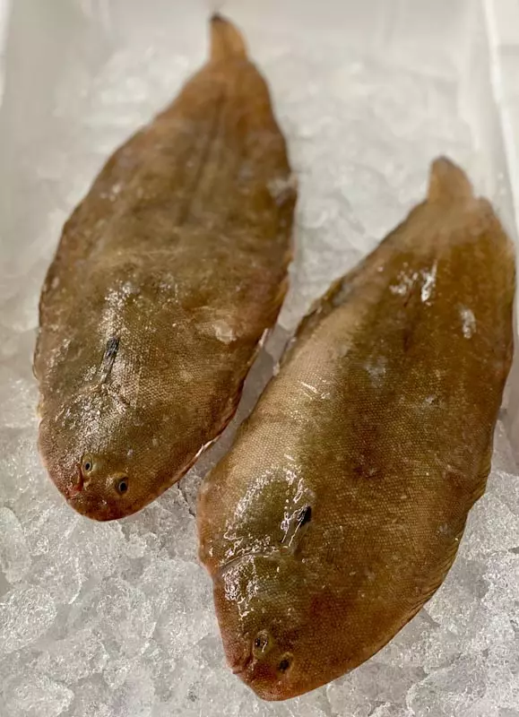 zwei frische Seezungen auf Eis liegend