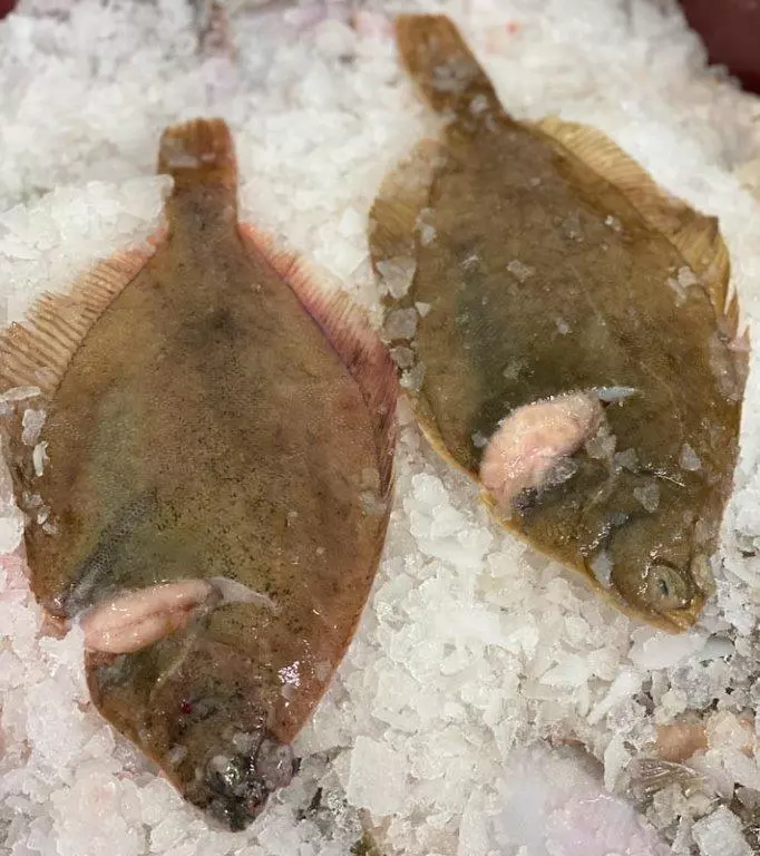 zwei rohe Schollen auf Eis liegend