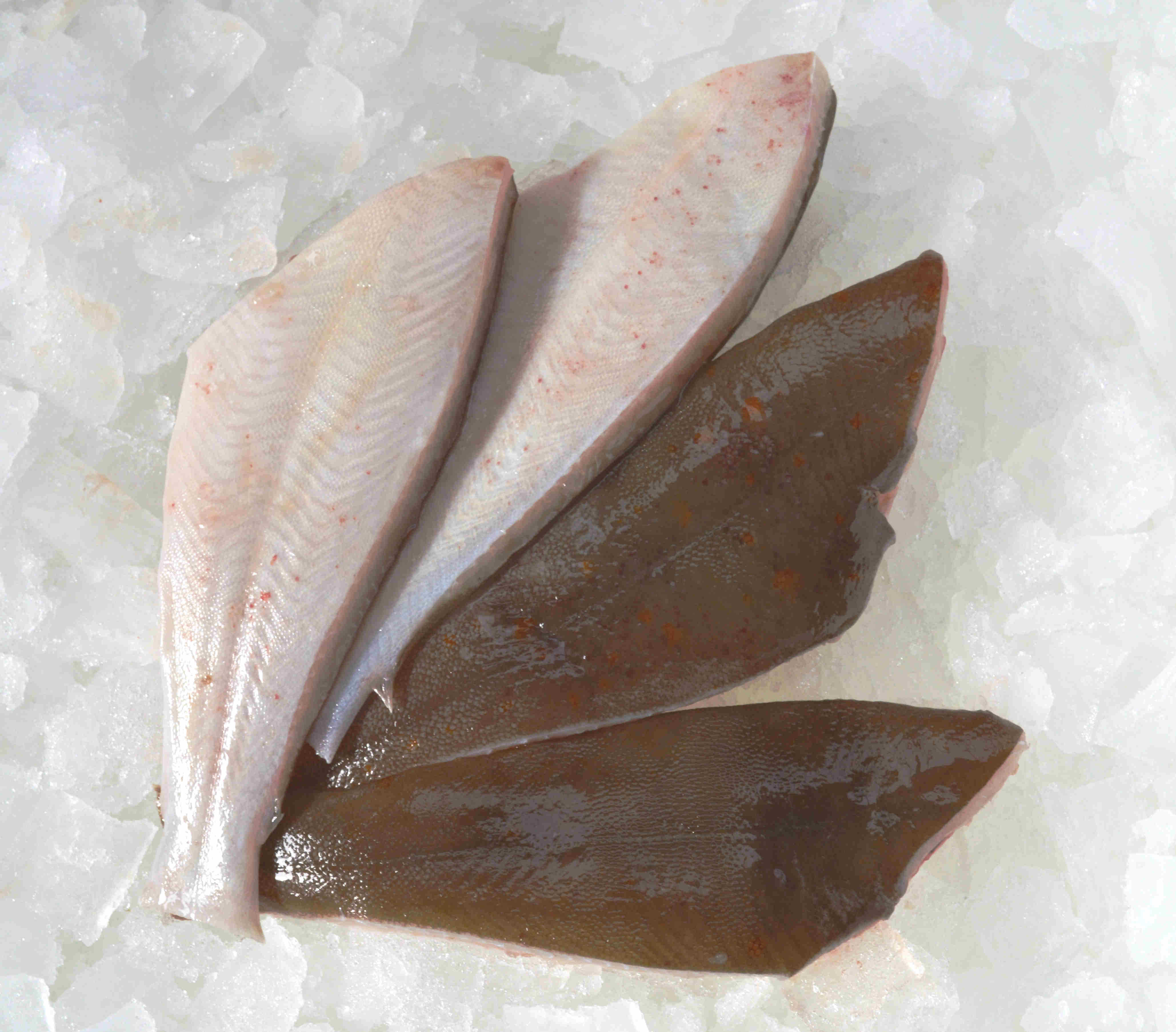 rohe Seezungenfilets mit Haut auf Eis liegend