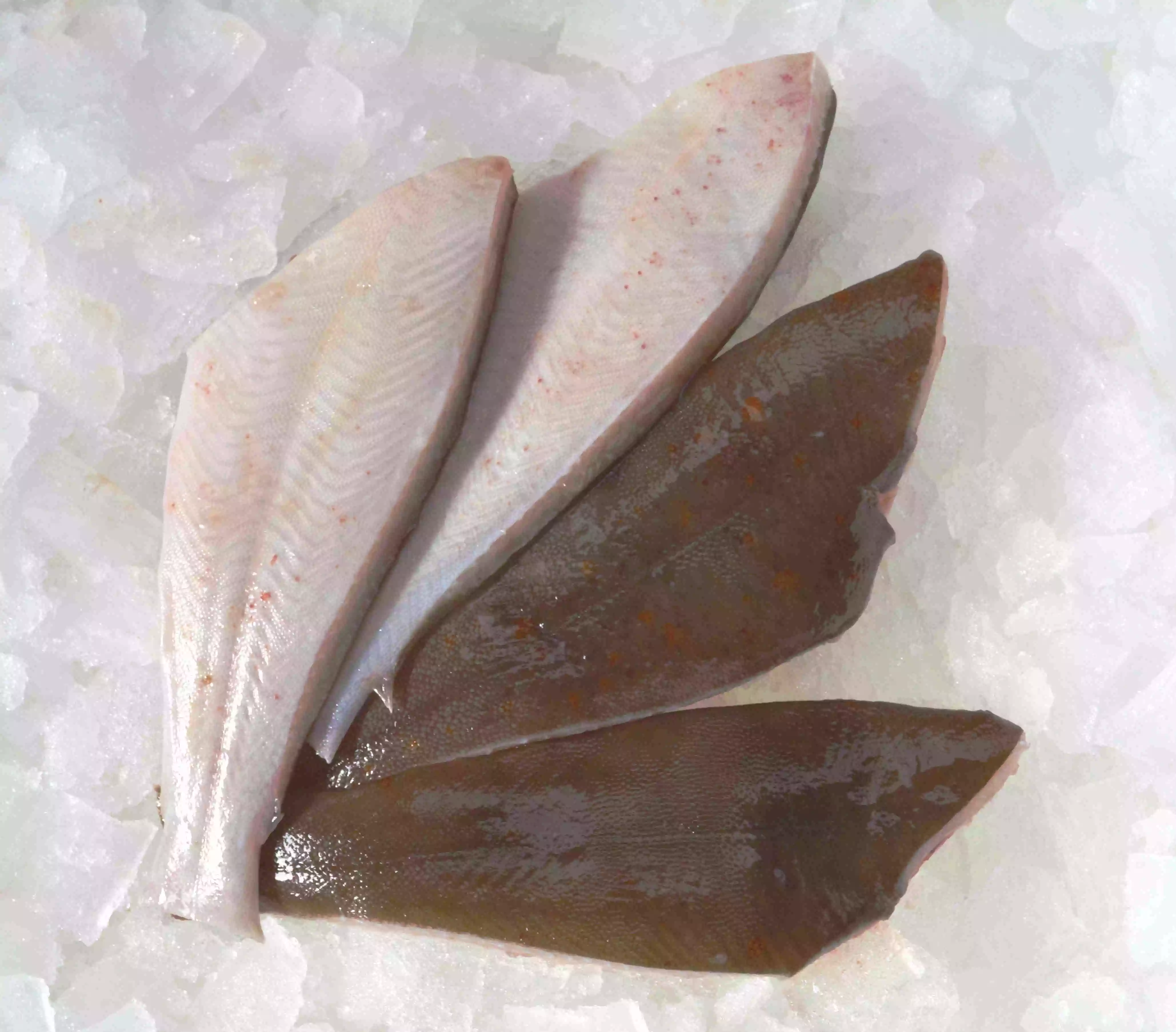 rohe Seezungenfilets mit Haut auf Eis liegend