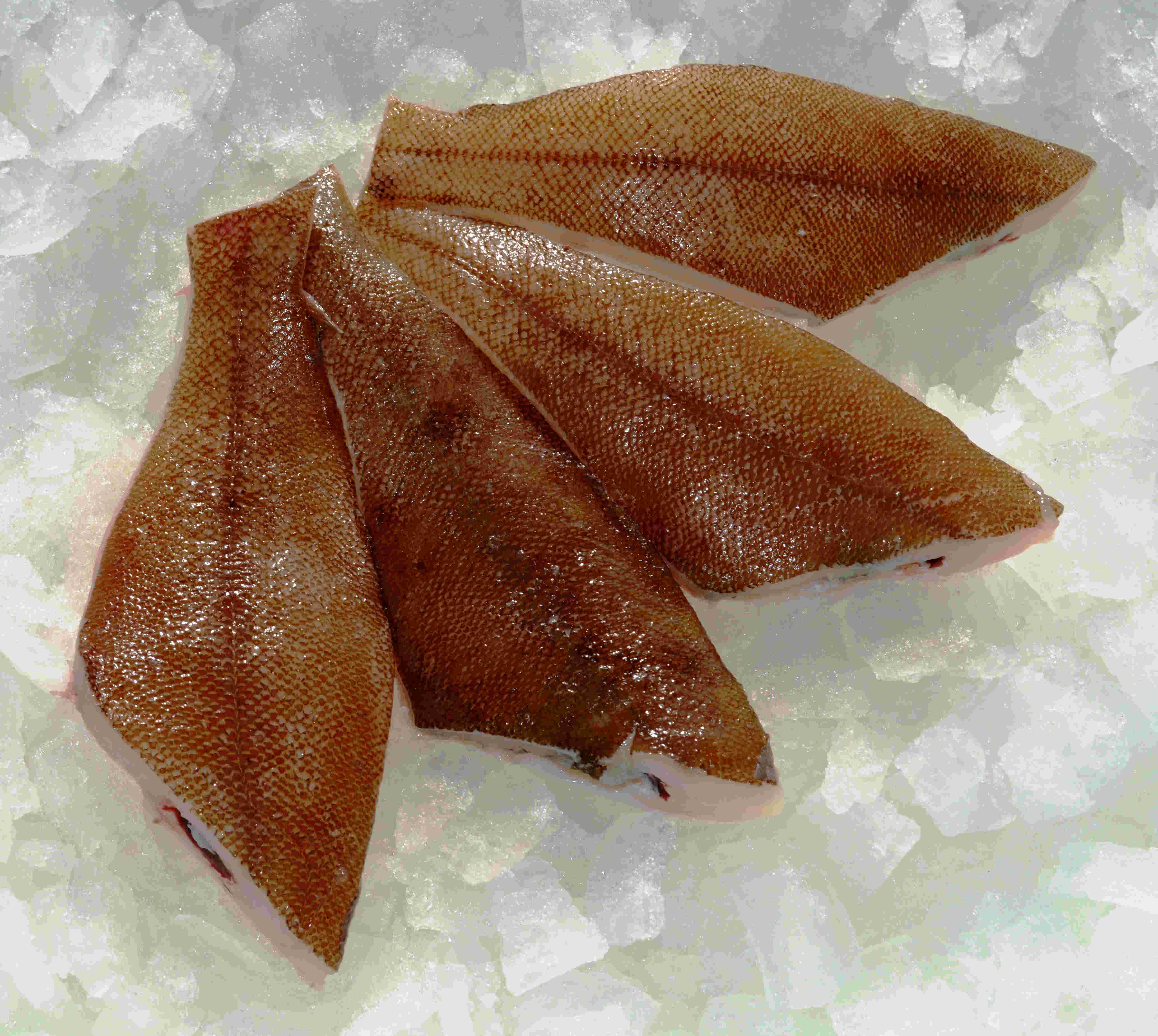 vier rohe Rotzungenfilets mit Haut auf Eis