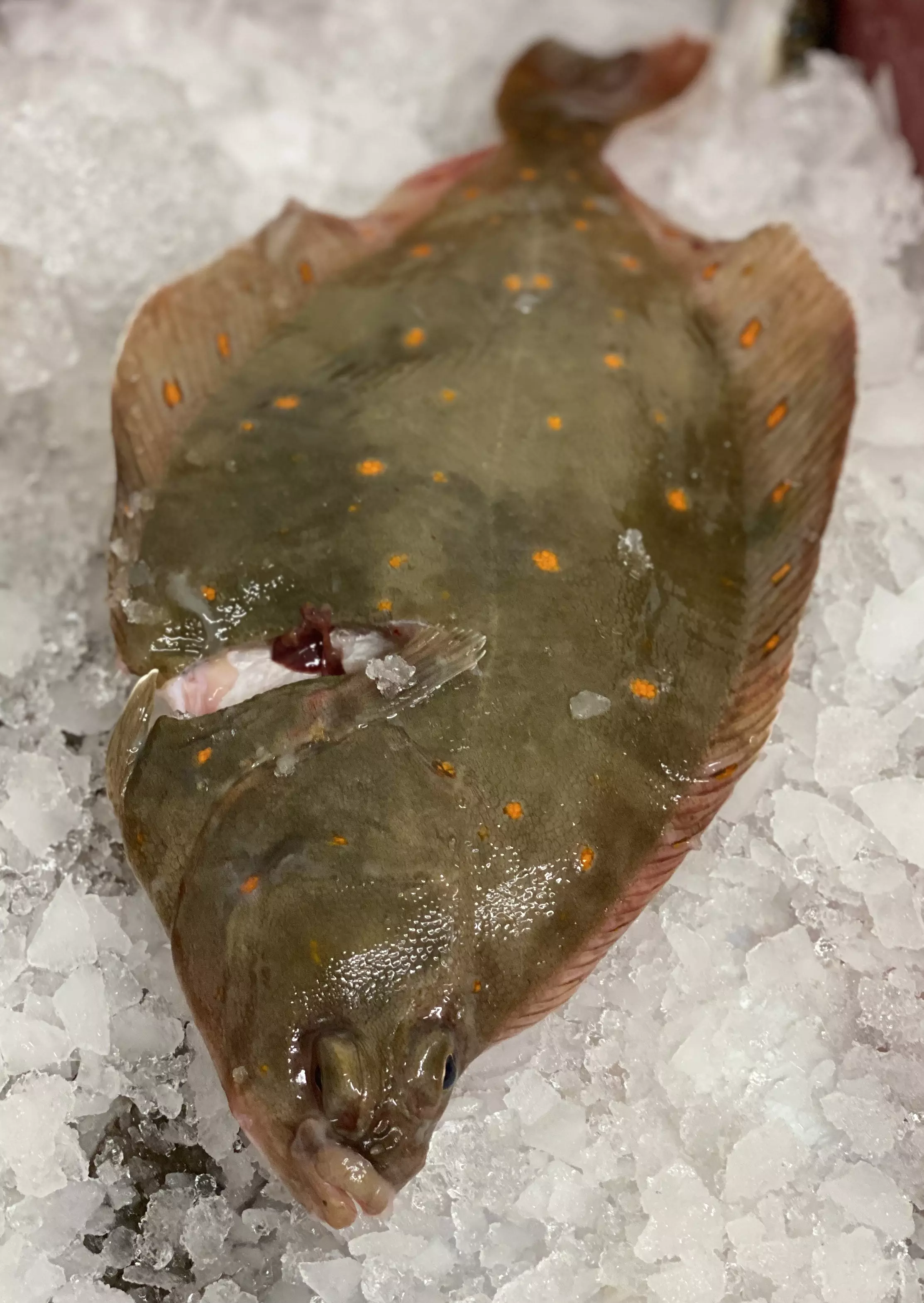 ganze frische Scholle auf Eis liegend